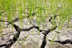 ryż pole susza Fot. Shutterstock